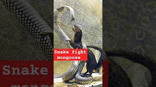 Snake fight mongoose l cobra attack video l African wildlife video [upl. by Alyda]