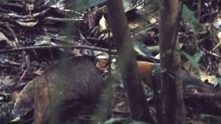 Orangeheaded thrush Zoothera citrina foraging in the rain [upl. by Aivuy]