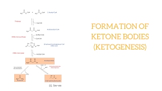 Biochemistry  How Ketone Bodies are Formed Ketogenesis [upl. by Loraine735]