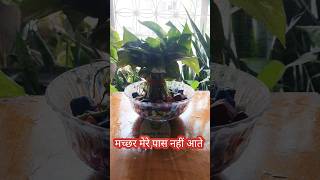 न पानी न मिट्टी है फिर भी हरा भरा 🤔 Soiless waterpropagation pothos moneyplant [upl. by Nitaf539]