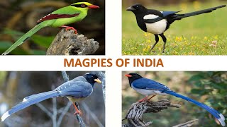 Magpies of India 🇮🇳  Birds  Indian Birds [upl. by Enirhtak]