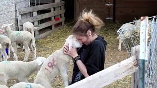 Helle Rambouillet Ranch  National Sheep Improvement Program [upl. by Endys]