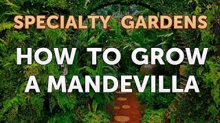 How to Grow a Mandevilla [upl. by Nagirrek]