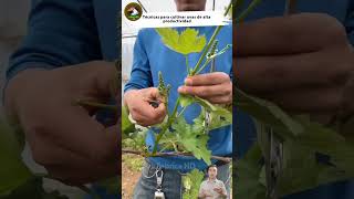 Técnicas para cultivar uvas de alta productividad uva parra viticultura shortsvideo [upl. by Gray]