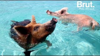 Une île aux Bahamas peuplée de cochons sauvages [upl. by Yraeht]