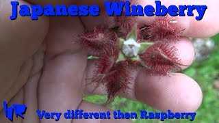 ⟹ Japanese wineberry  Rubus phoenicolasius  lets take a look [upl. by Eidurt]