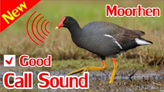 Moorhen Sounds Swamp Hen Sound Mp3 [upl. by Bethany407]