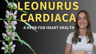 Exploring the Science of Motherwort Herbal Insights amp Practical Tips for Cardiovascular Health [upl. by Mose98]