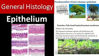 Mastering Epithelial Tissue Your Quick and Complete Overview [upl. by Leckie]