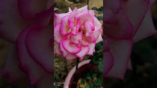 love song music newsong cover highlightseveryone loverstatus nature flowers rose [upl. by Terrag613]