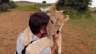 The Lion Cubs Are Growing Up  The Lion Whisperer [upl. by Westley]