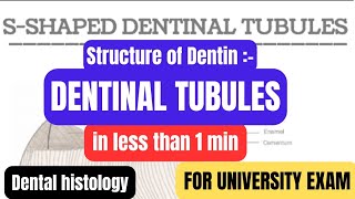 Structure of Dentindentinal tubulesDentinin1minproff examDental histologyBDSDentoTuber [upl. by Sitnerp544]