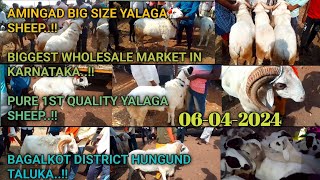 ಅಮೀನಗಡ ಕುರಿ ಮತ್ತು ಮೇಕೆ ಮಾರುಕಟ್ಟೆ  06042024  karnataka Amingad sheep market  ಪ್ರತಿ ಶನಿವಾರ [upl. by Charo]