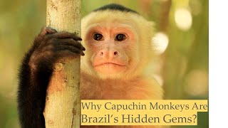 🌟📹 Brazil’s Wild Capuchins The Most Brilliant Monkeys You’ve Never Seen – Watch NOW 🇧🇷🐒 [upl. by Ahsenaj]