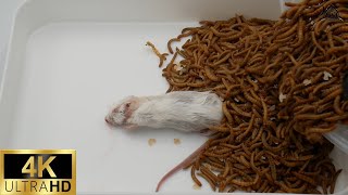 Mealworms VS mouse【4K】Timelapse [upl. by Eras121]