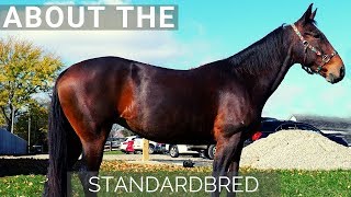 About the Standardbred [upl. by Chun274]