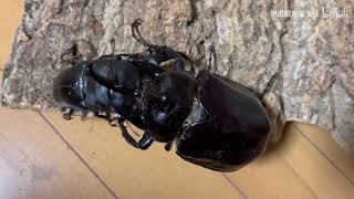 Megasoma actaeon vs Dorcus titanus palawanicus [upl. by Retse]