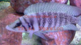 ALTOLAMPROLOGUS CALVUS WHITE CHAÏTIKA F0avi [upl. by Ardnahs]