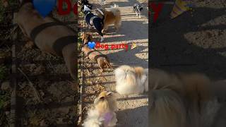 Socializing dogsshortsvideo trending cute yt pets dog animals doglover happy [upl. by Lingwood460]