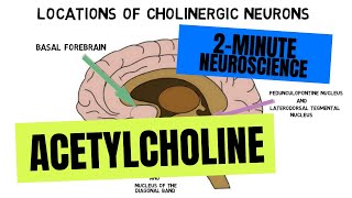 2Minute Neuroscience Acetylcholine [upl. by Yolanthe582]