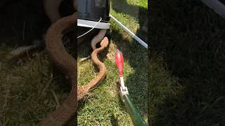 Massive Rattlesnake 🐍 Surprises The Snake Wranglers [upl. by Elocen978]