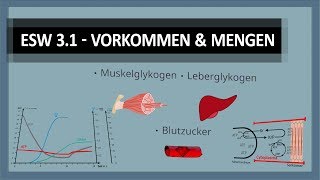 Energiestoffwechsel 34 Wo und wie viel ATP KrP Leber amp Muskelglykogen haben wir im Körper [upl. by Jonell]