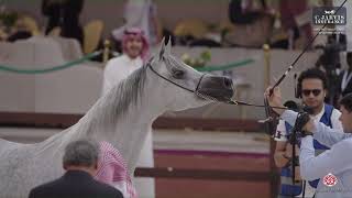 N 113 WASAYEF ALDANAH Hail International Arabian Horse Show 2024 Mares 7 9 Years Old Class 5 [upl. by Gilligan]