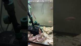 Loaches Bichirs and a Datnoid [upl. by Zanze]