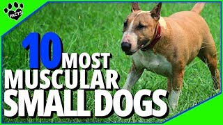 Top 10 Most Muscular Small Dog Breeds  Dogs 101 [upl. by Nnylram104]