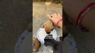 Puppies started semi liquid food They liked it ❤️ puppy animallover doglover [upl. by Persian360]