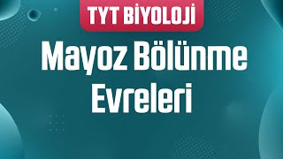 Mayoz bölünme evreleri profaz III metafaz III anafaz III telofaz III sitokinez III [upl. by Aical]