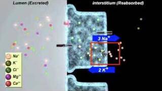 Diuretic action in the kidney [upl. by Killen483]