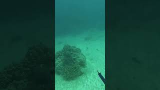 How to miss two fish in one dive  dont do this when spearfishing adventure spearfishing fish [upl. by Auot71]