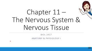 Chapter 11  EPSPs vs IPSPs [upl. by Jarad]