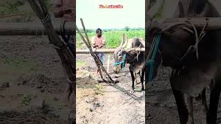 jawari vs seema bulls djremix viral video [upl. by Fotzsyzrk]