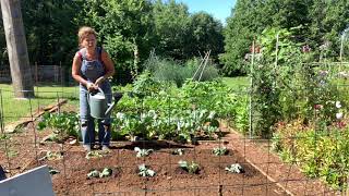 Inis Moestuin 19  Bloemkool planten en tuinieren met de maan een oud Frans gebruik [upl. by Bosson]