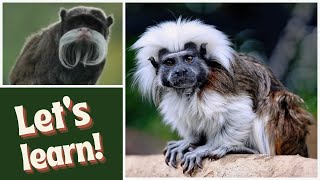 Tamarins [upl. by Irec]