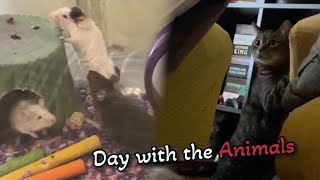 Day with the Animals  HWN [upl. by Notloc60]