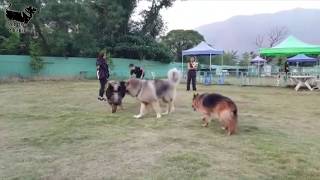 illyrian shepherd vs caucasian ovcharka vs tibetan mastiff size comparison [upl. by Cheri]