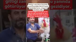 ANTAKYALI BİR ESNAF AMCAMIZ 19 AYDIR BESLEDİĞİ HOROZU OTOGARIN MASKOTU OLDU SAHİPLENDİĞİ [upl. by Neidhardt938]