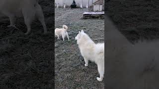 Samoyeds following Jessie the boss dogshorts [upl. by Myrtia649]