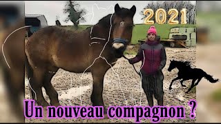 Je vous présente mon nouveau cheval  HELLIE 🐴 [upl. by Eram412]