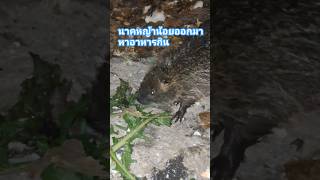 แชร์ nutria animals youtubeshorts [upl. by Gaiser]