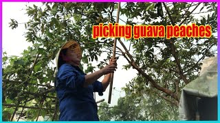 Vlog Daily  Pick guava to eat [upl. by Akcir]