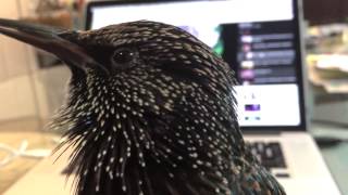 Stella the Starling Bird Talking and whistling to the Camera [upl. by Ansell]