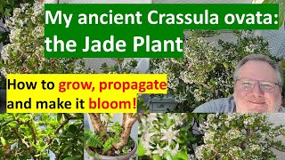 My ancient JADE PLANT Crassula ovata How to grow amp bloom crassulaovata jadeplantcare jadeplant [upl. by Clintock]