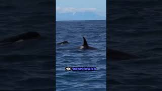 Great White Shark vs Orca Who Wins in a 1v1 🦈🐋 WildlifeBattle AnimalShowdown [upl. by Navaj]