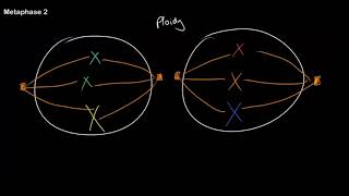 Understanding Ploidy and Meiosis at All Stages [upl. by Japheth]