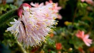 Haemanthus humilis In Flower [upl. by Eladal]