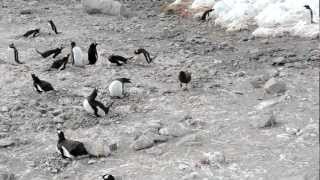 Skua attacks penguin steals chicks and eats them whole graphic [upl. by Jarvey]